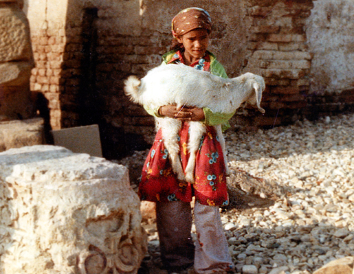 La bimba e la sua pecora