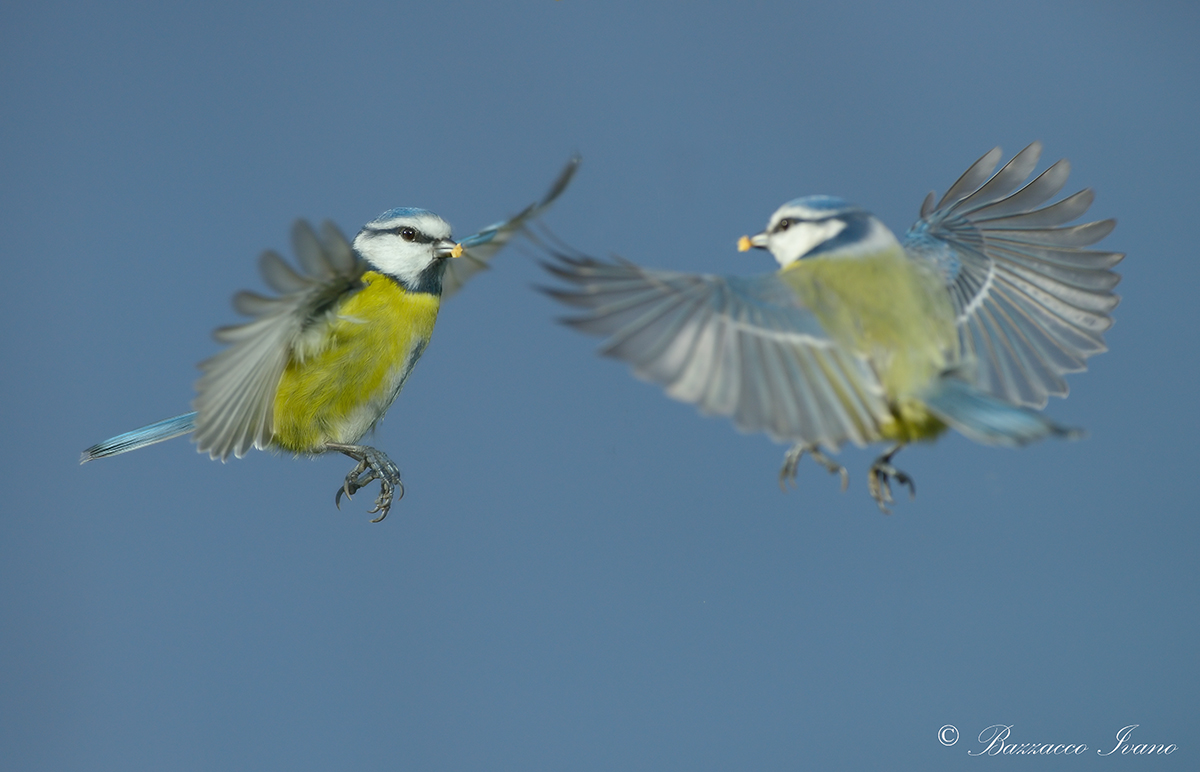 Cinciarella allo specchio