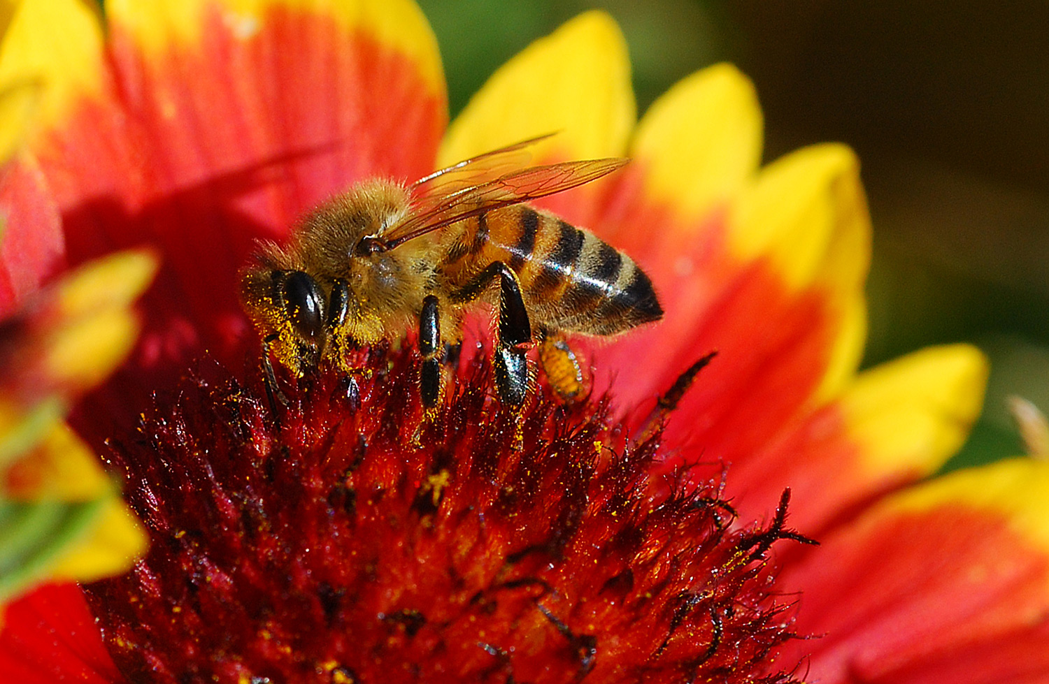 Abbuffata di polline.