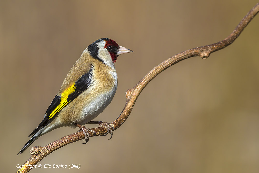 Cardellino (Carduelis carduelis)