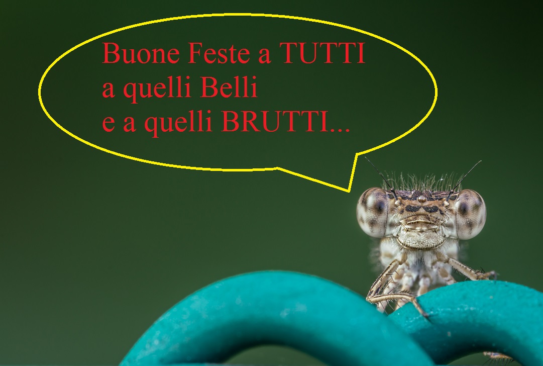 Buone Feste