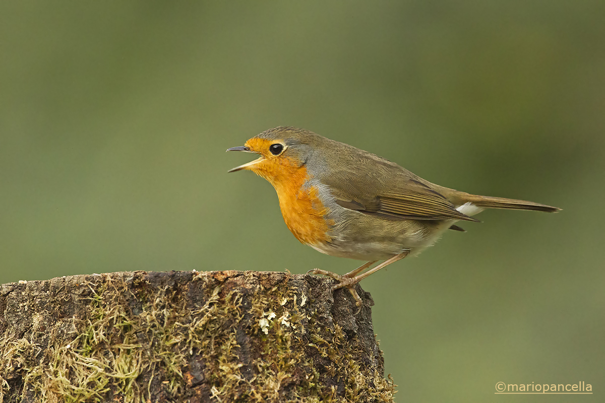 pettirosso (Erithacus rubecula