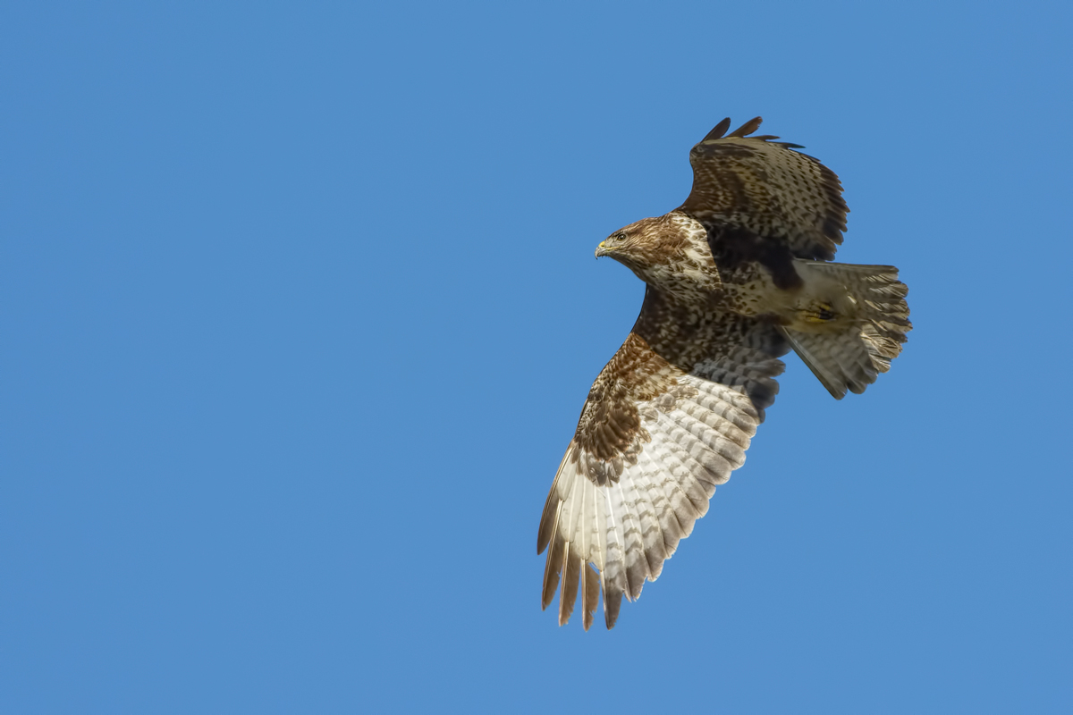 Poiana (Buteo buteo)