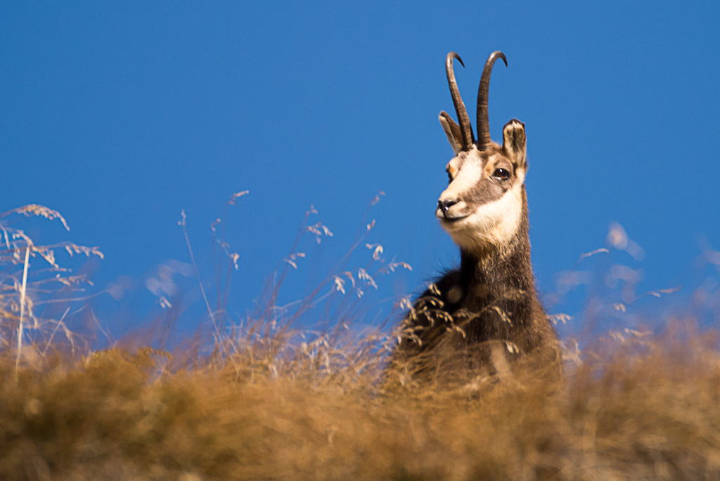 Camoscio al Selleries