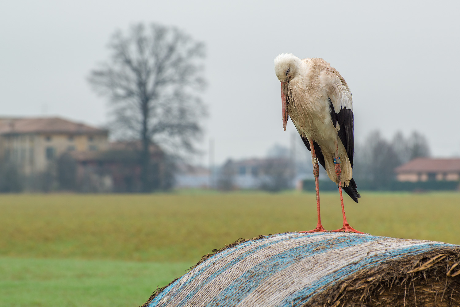 sad stork