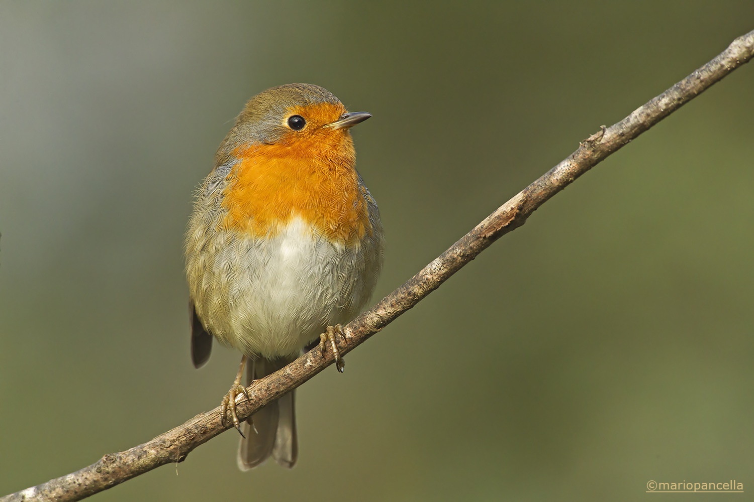 Pettirosso (Erithacus rubecula)