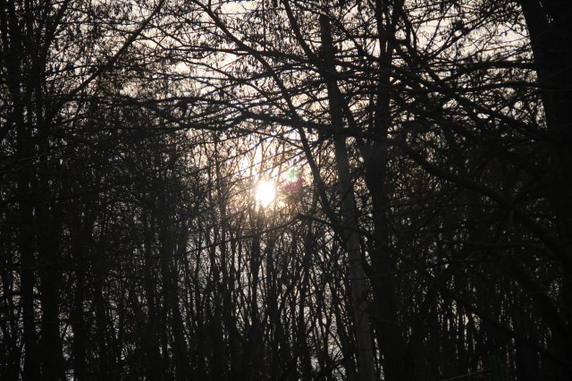 Spiragli di luce nel bosco