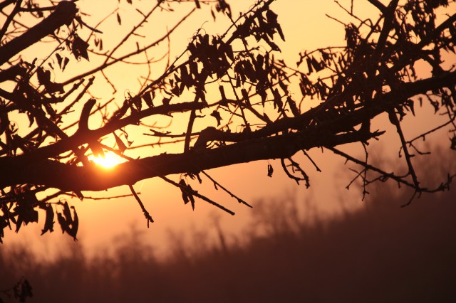 Tramonto tra le fronde