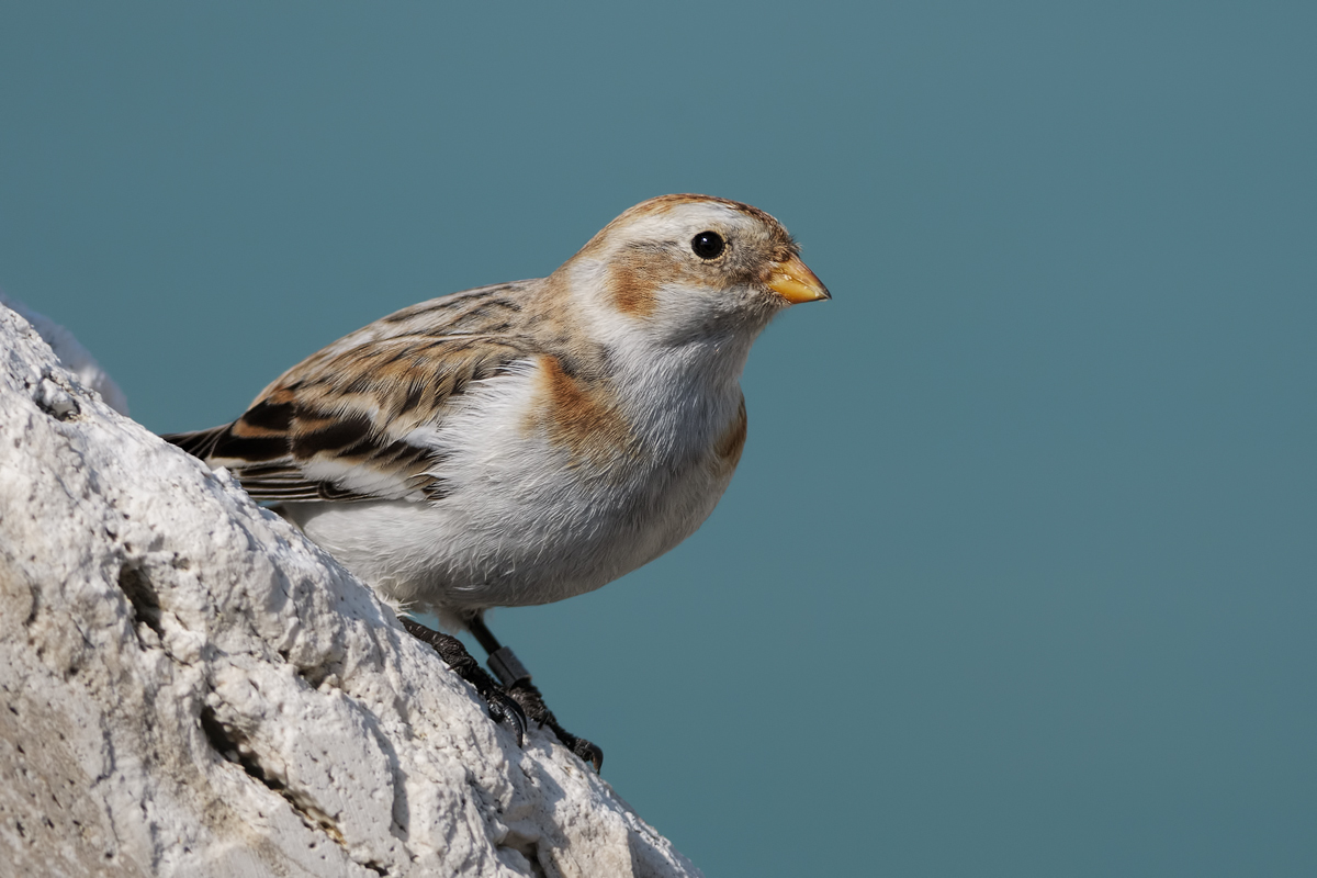 Zigolo delle Nevi (Plectrophenax nivalis)
