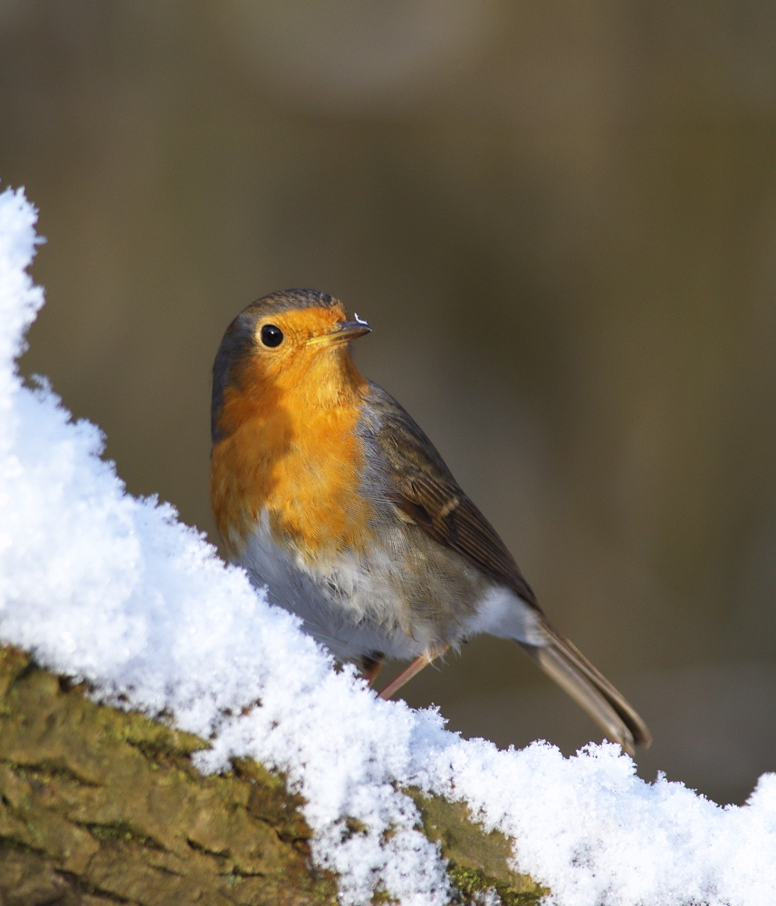 un pettirosso e un p� di neve