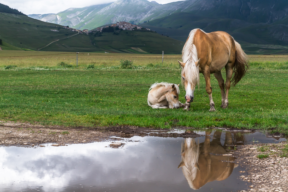 Libert�...... Pascoli di Castelluccio.