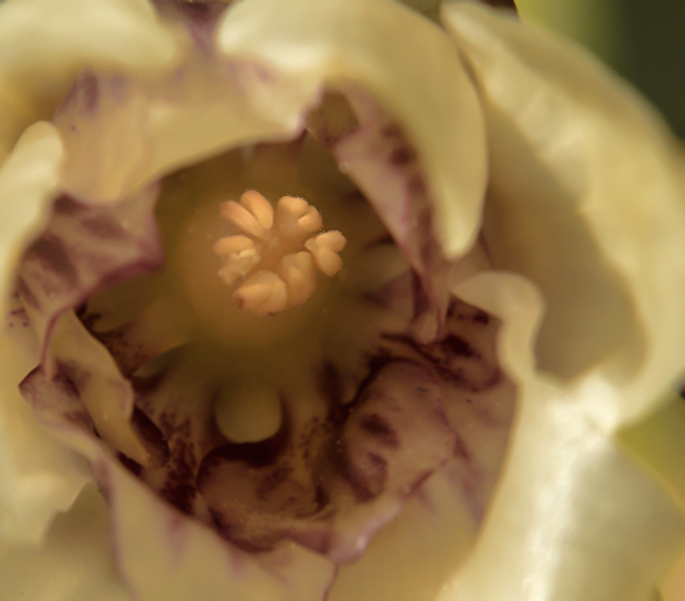 Ricordando Giorgia O'Keeffe