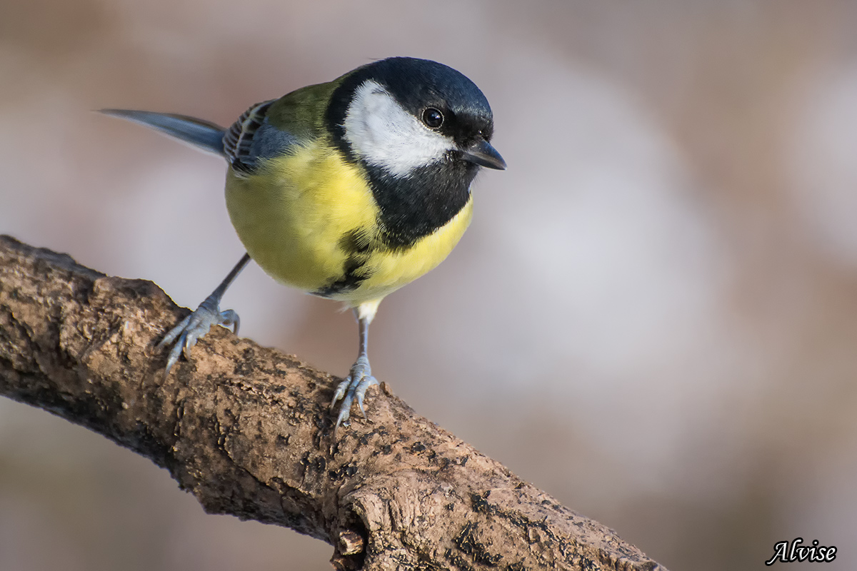 Cinciallegra (Parus major)