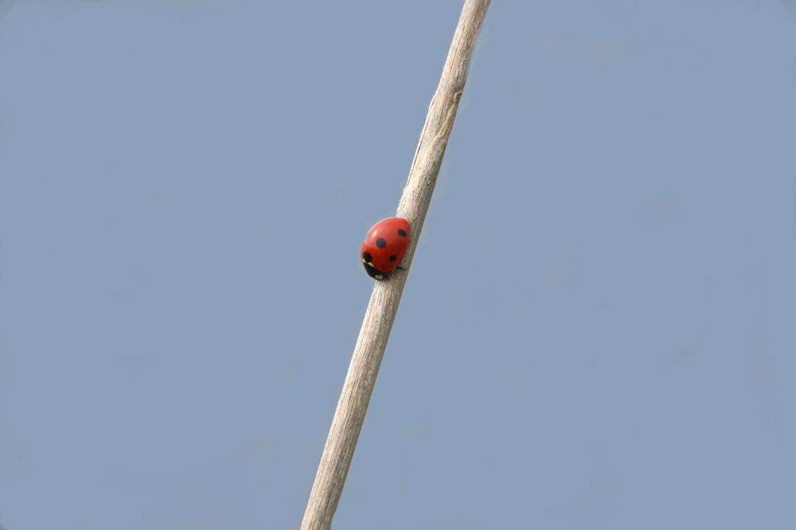 coccinella