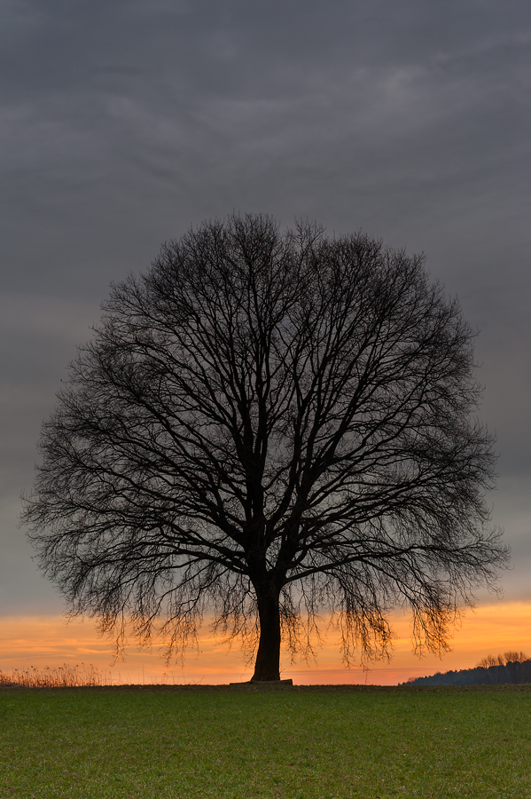 Solitary tree