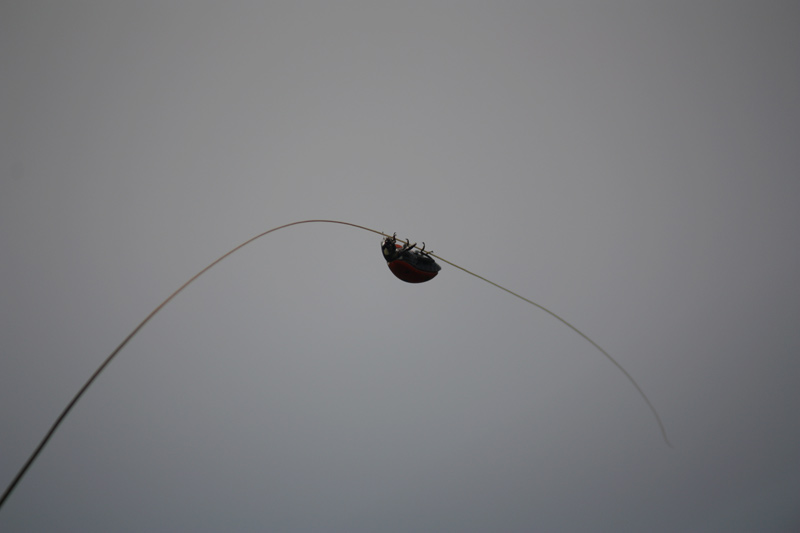 coccinella in sospensione