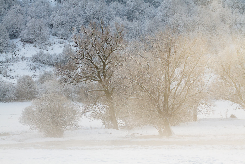 un raggio di sole ...in tanto freddo