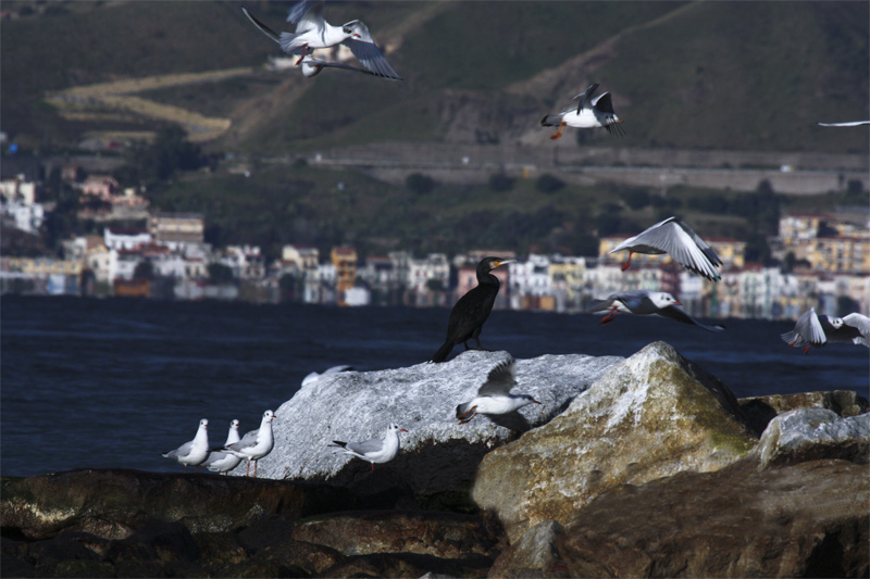 Gabbiani sullo stretto