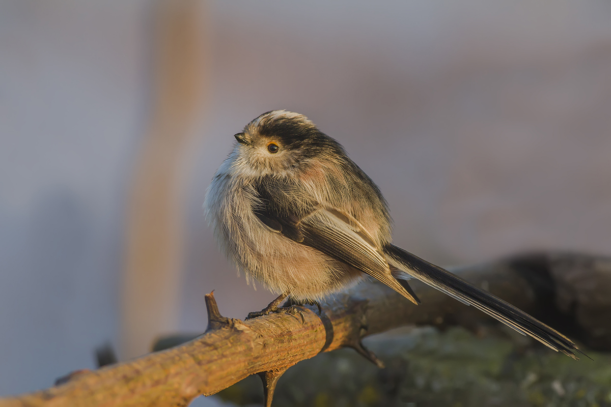 codibugnolo...verso sera...