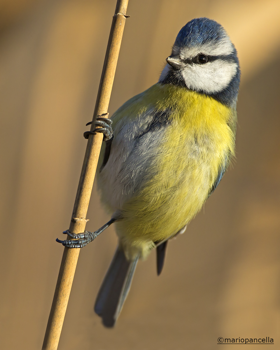 Cinciarella (Cyanistes caeruleus)