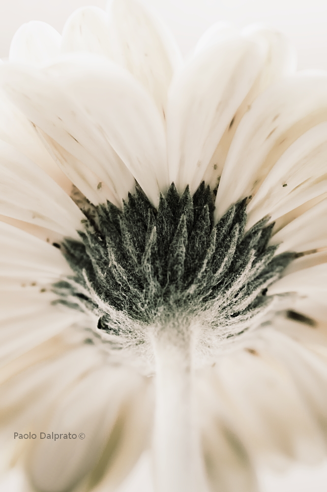 Non faccio foto di fiori