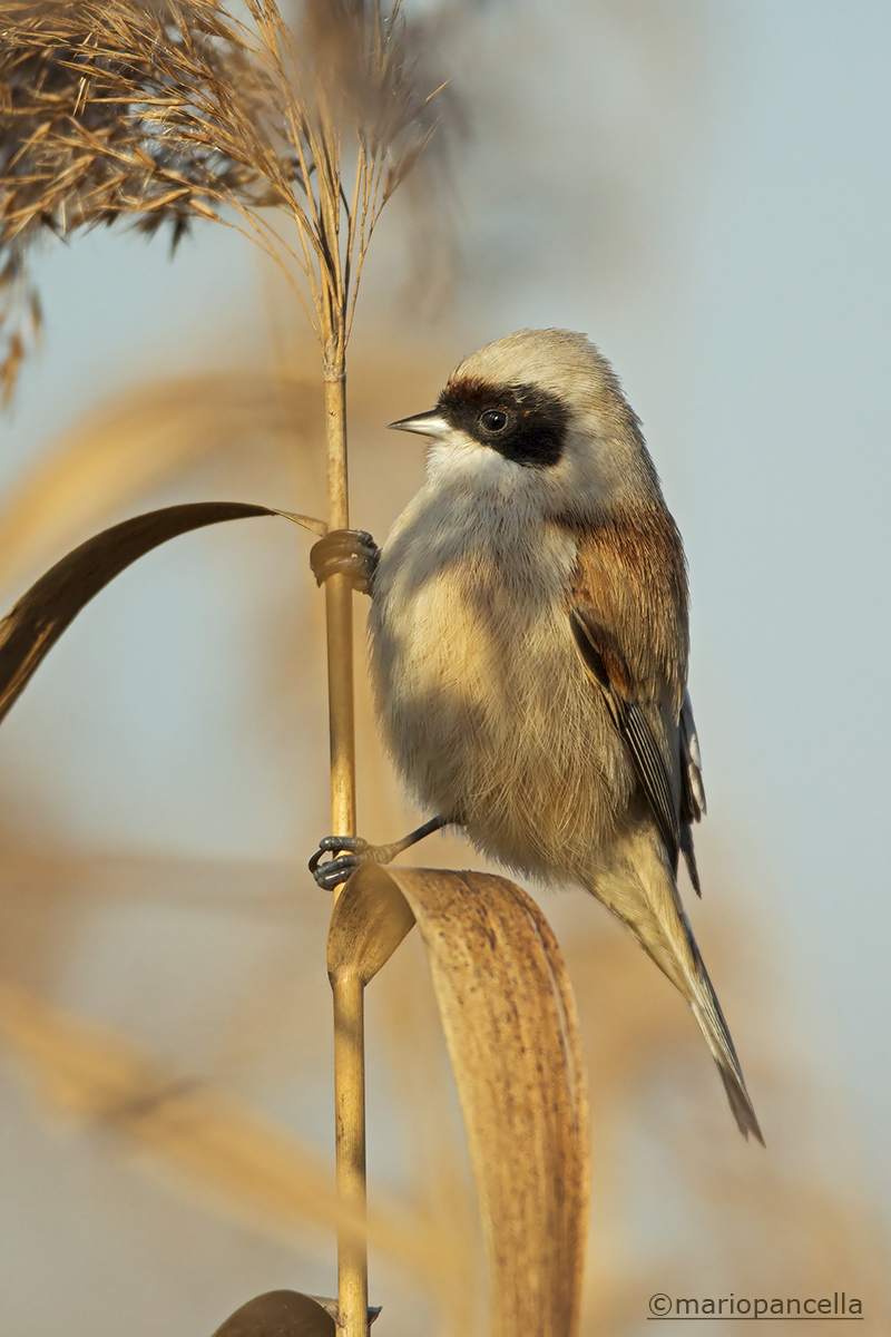 Pendolino europeo (Remiz pendulinus)