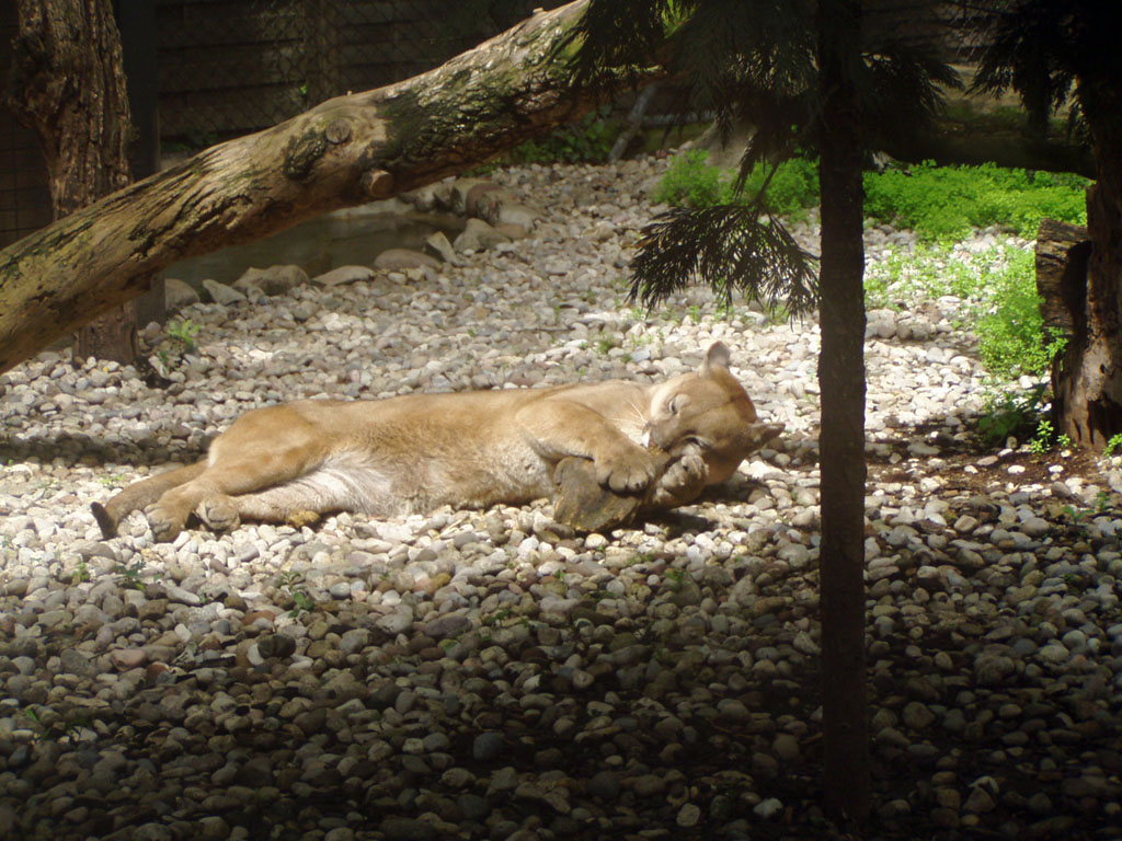 Riposino pomeridiano
