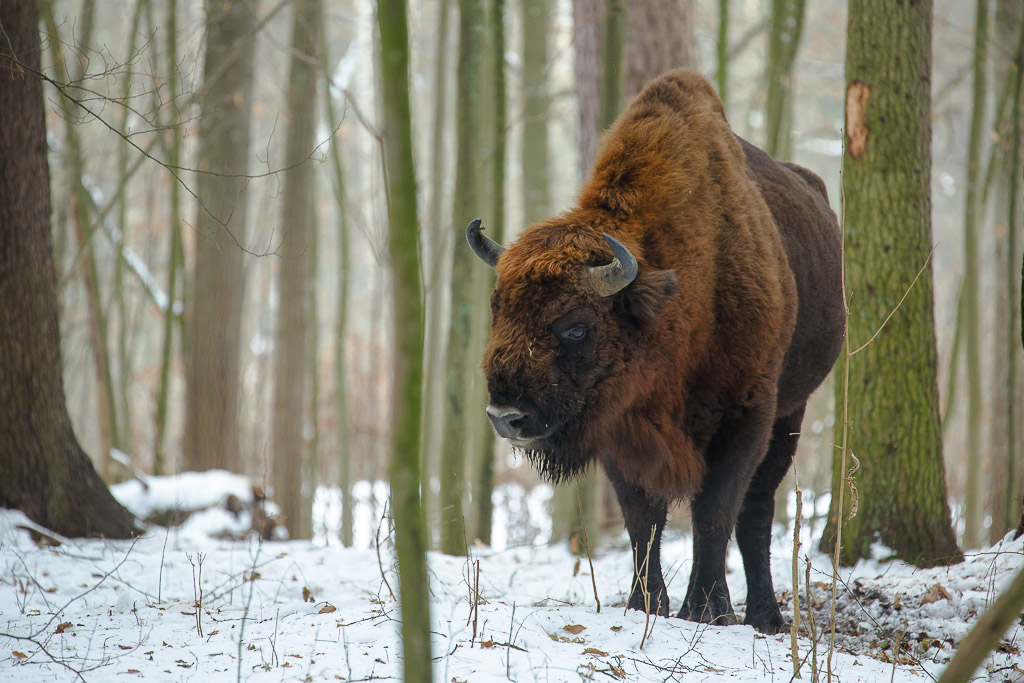 Il re della foresta di Bialowieza