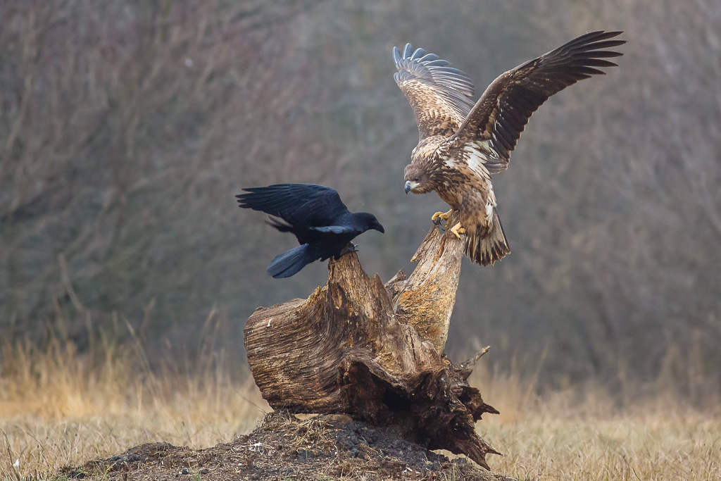 Qualcuno � di troppo!