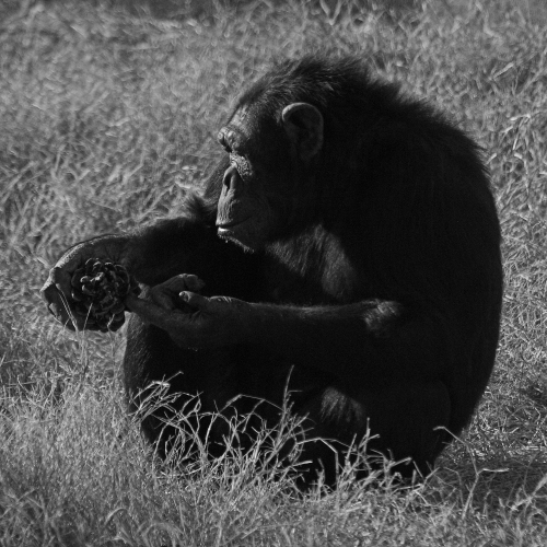 ma queste non ci stanno nella giungla!