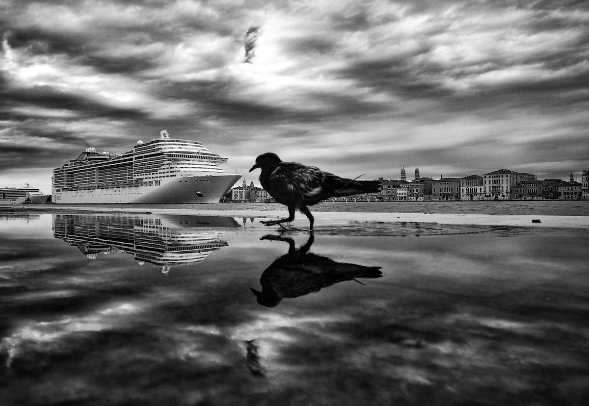 piccione VS grandi navi