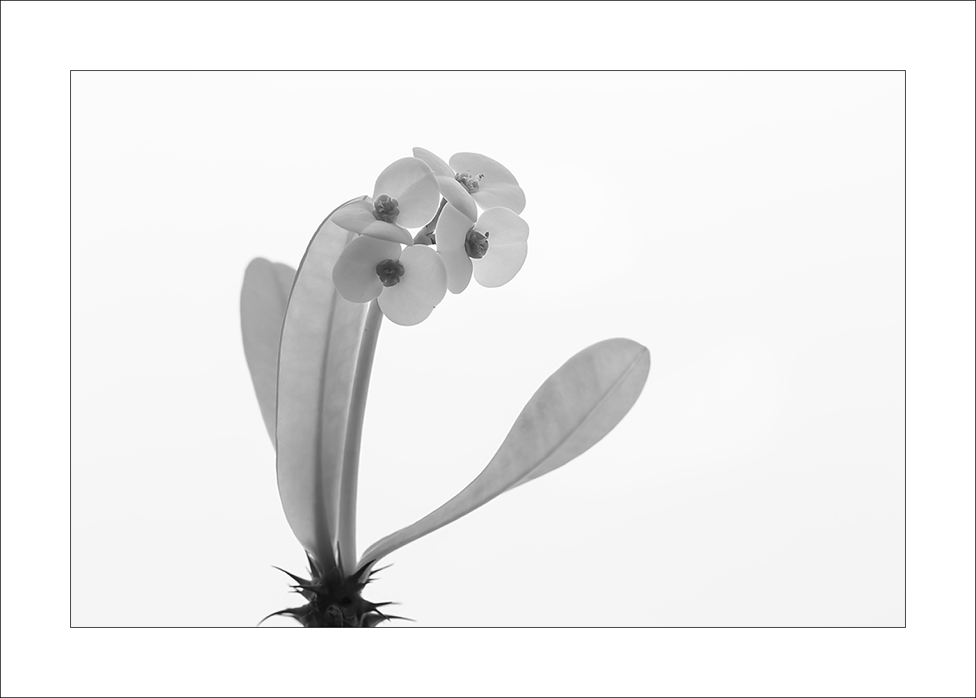 Mi hanno candeggiato