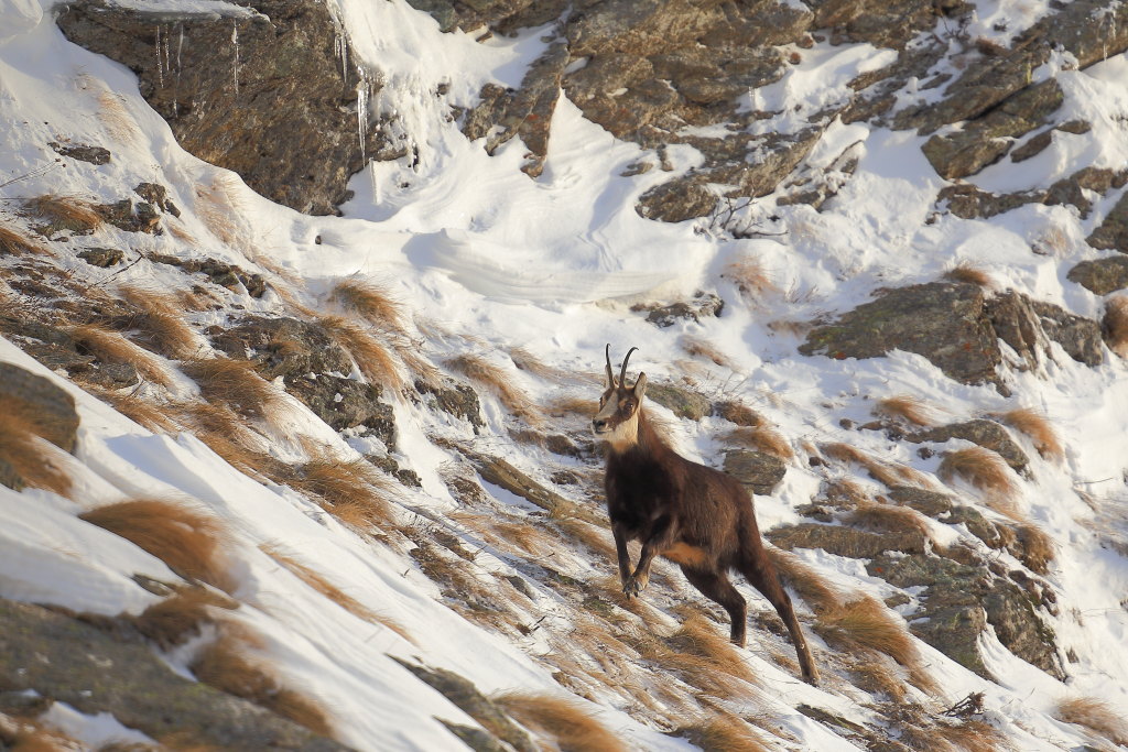 Camoscio