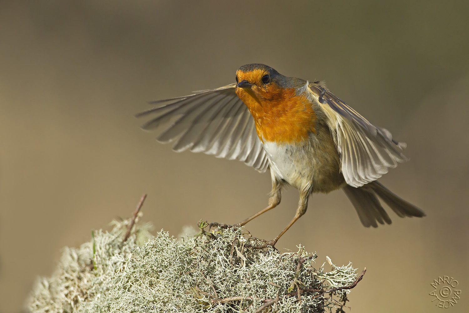 Atterraggio del Petty