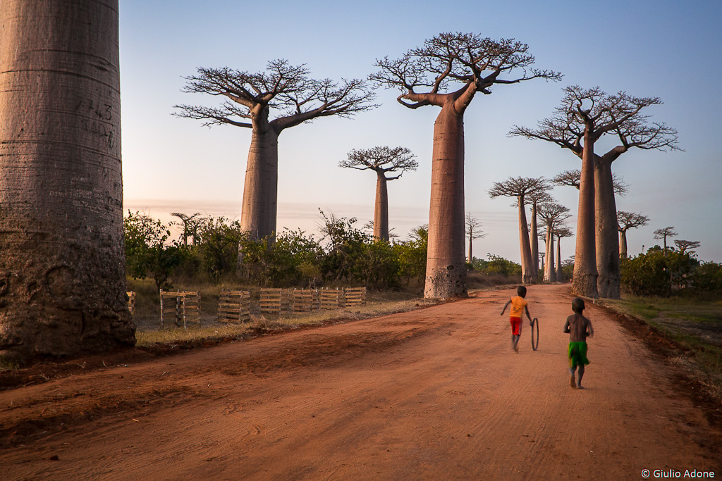 Baobab Alley