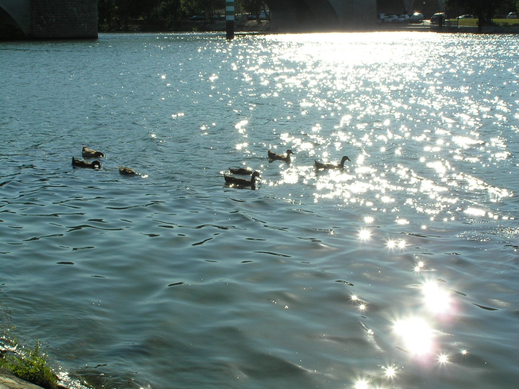 paperelle di Avignon