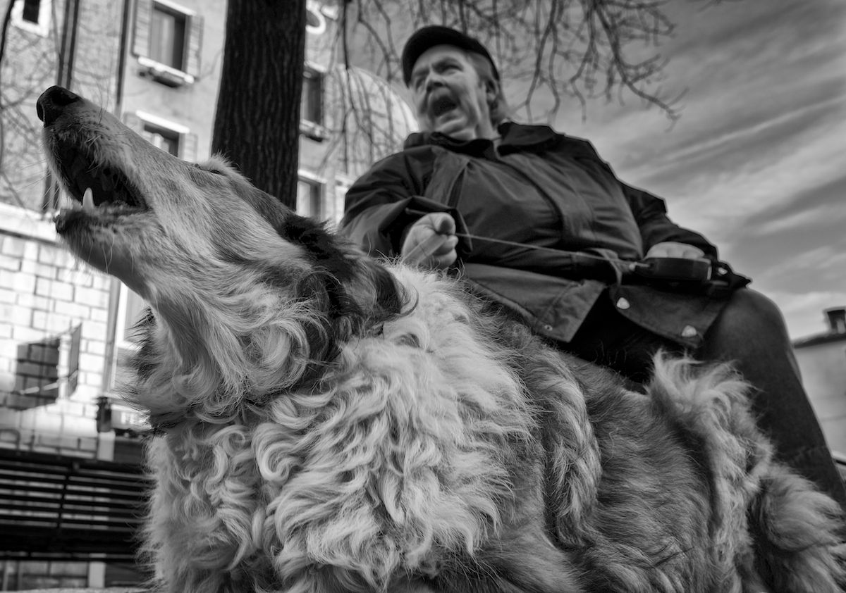 Padron che abbaia non morde