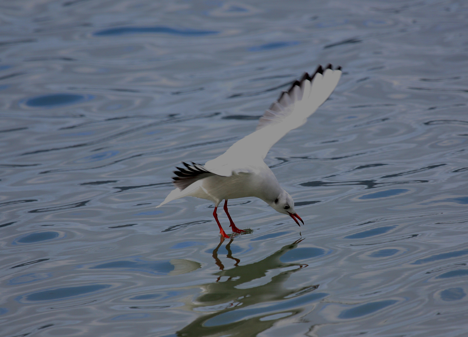gabbiano che si specchia