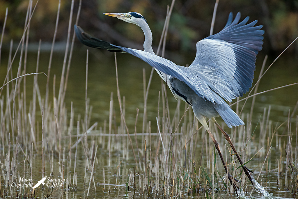 L'involo del cenerino