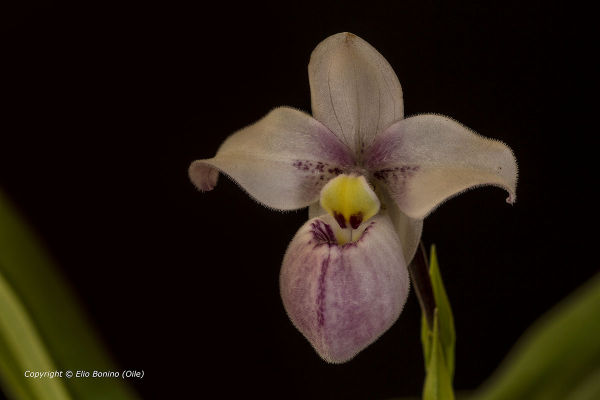 Phragmipedium schlimii