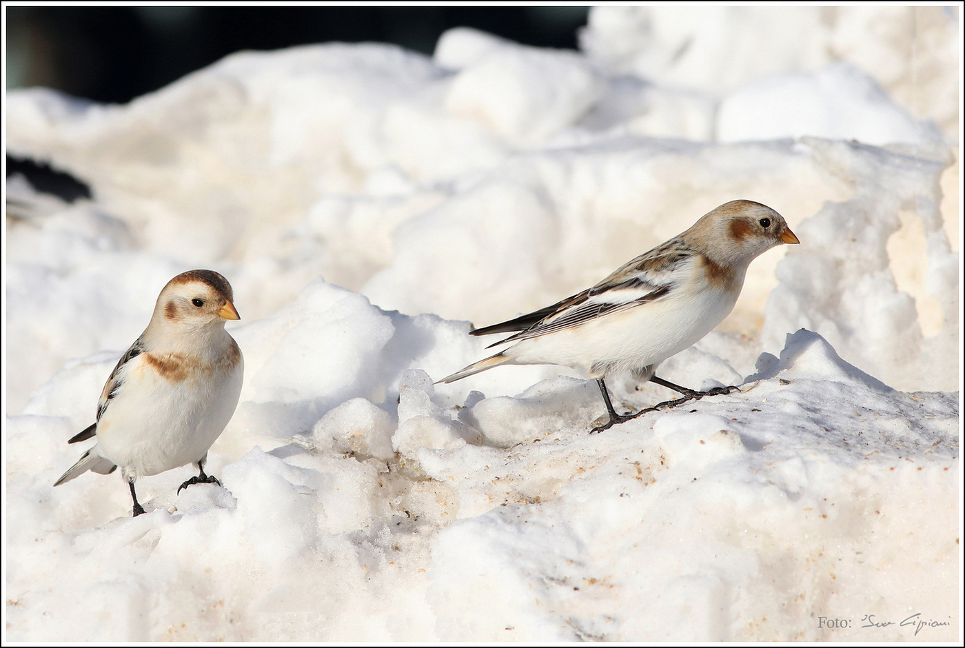 Zigoli delle Nevi (Plectrophenax nivalis)