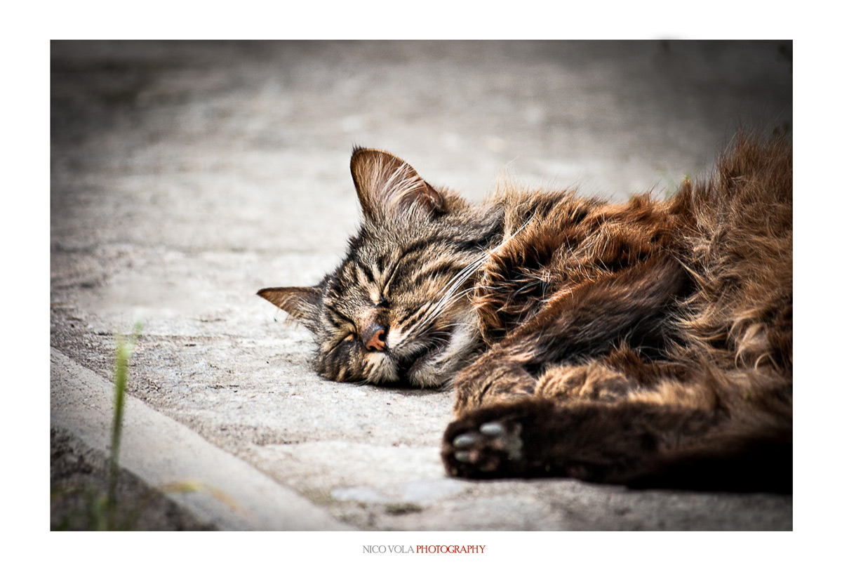 cosa sognano i gatti