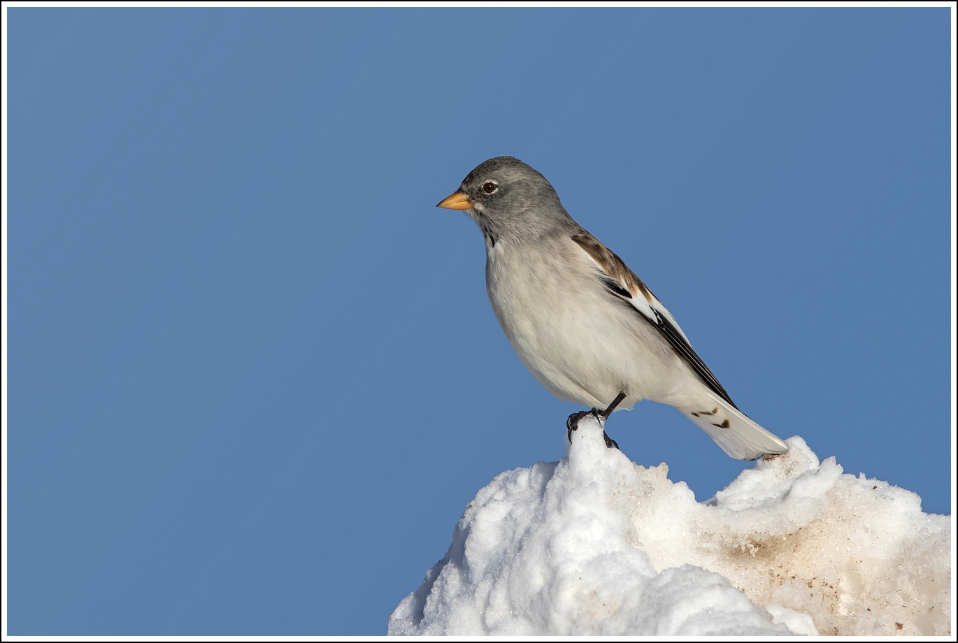 "Fortitude et vigilantia"