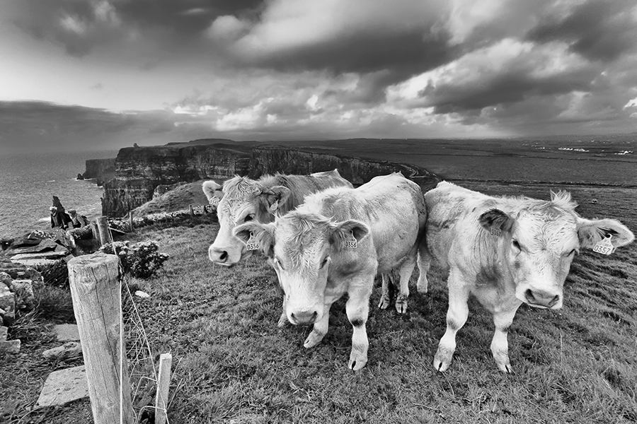 Cows & Cliffs