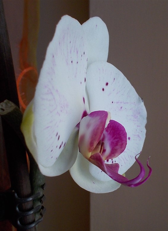 Orchidea