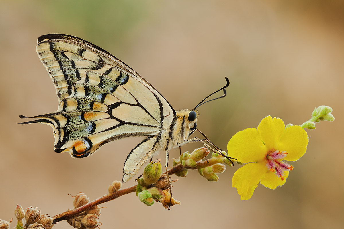 Papilio machaon