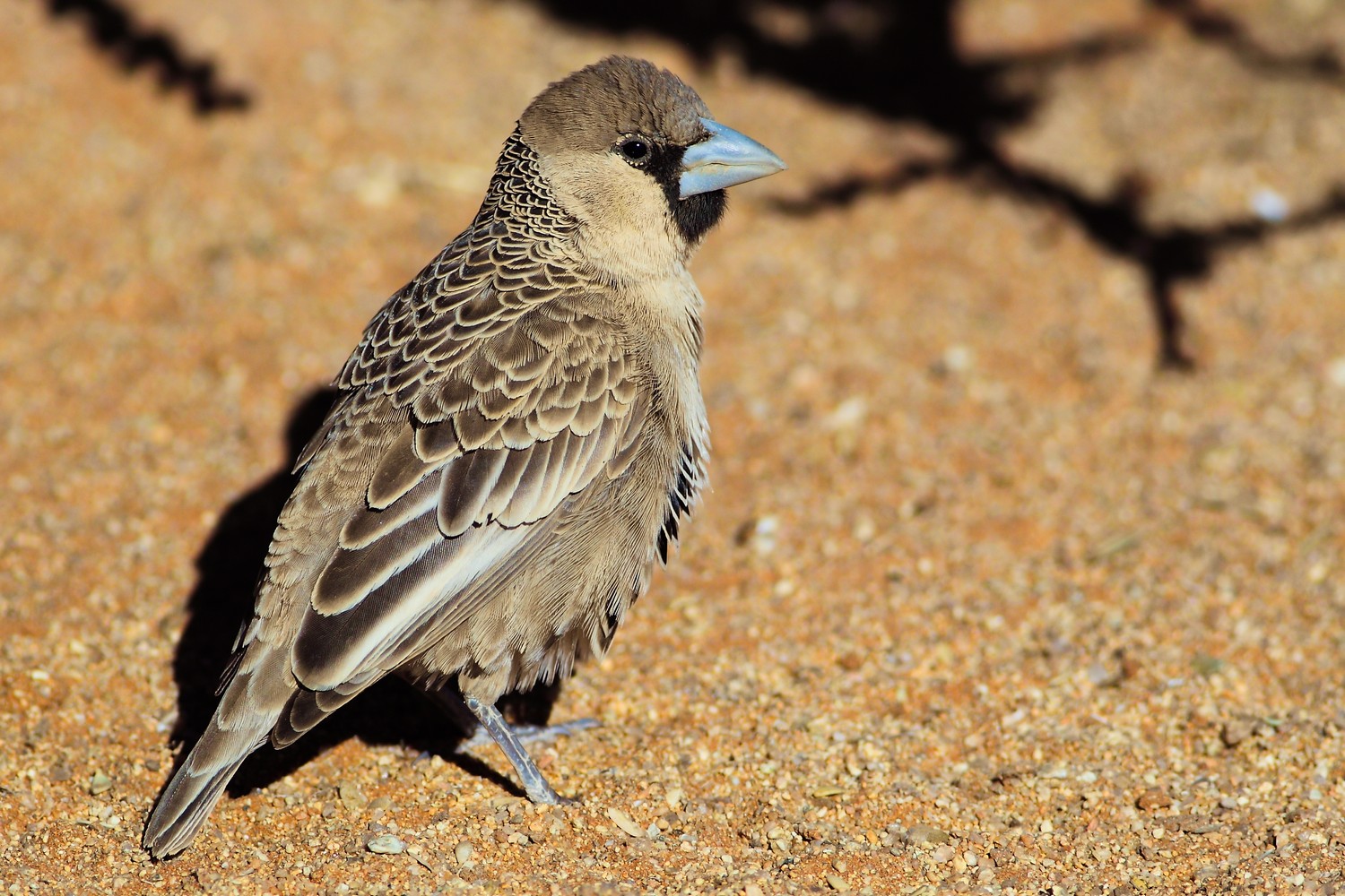 Passero repubblicano