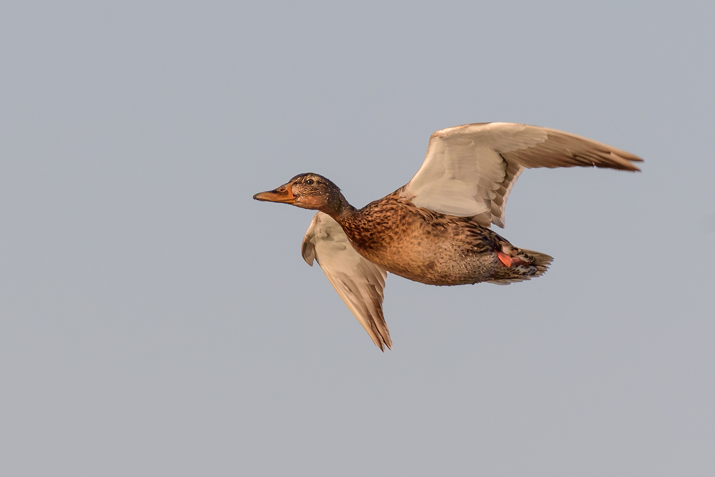 Duck