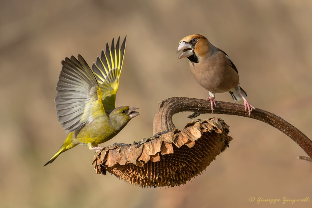 La battaglia continua Verdone VS Frosone