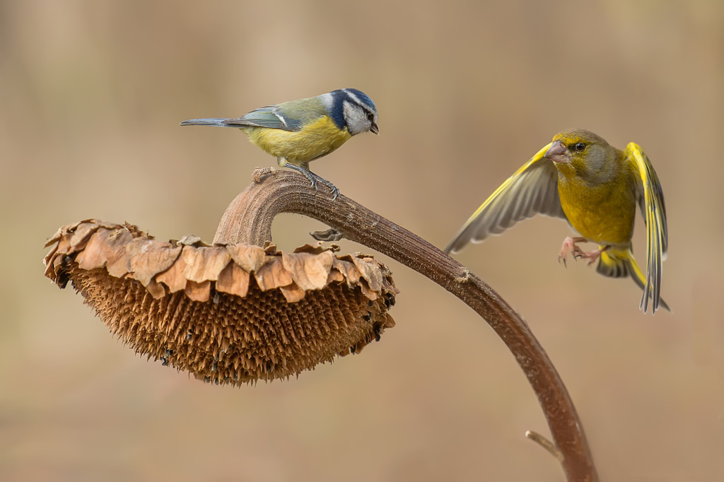 "chi va via perde il posto all'osteria"  Cinciarella VS Verdone